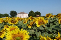 La Grange Martissan - Tournesols